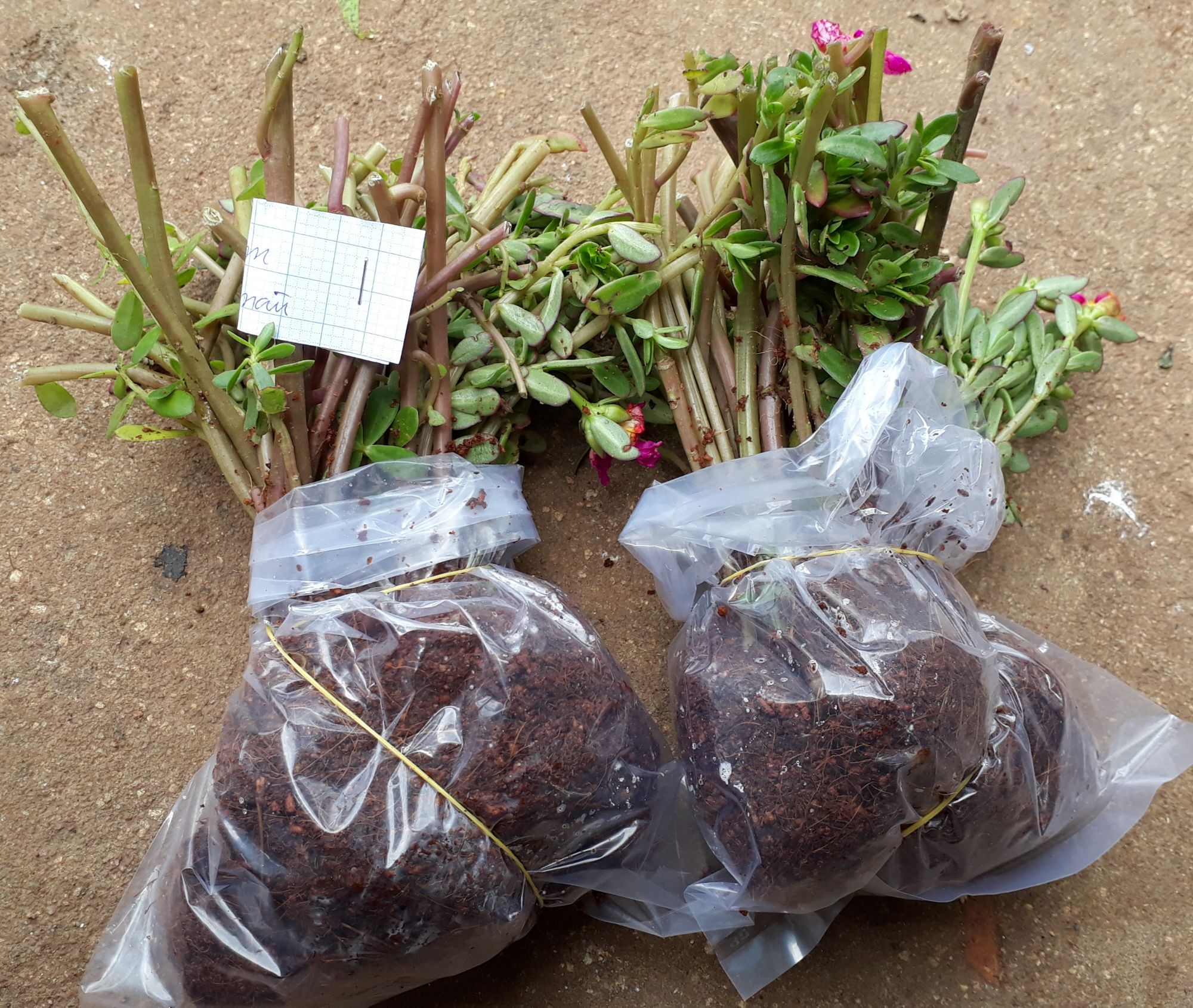 Combo 3 bó hoa 10h sam thái 3 màu, giá rẽ chỉ #72k, 1 bó 40 cây