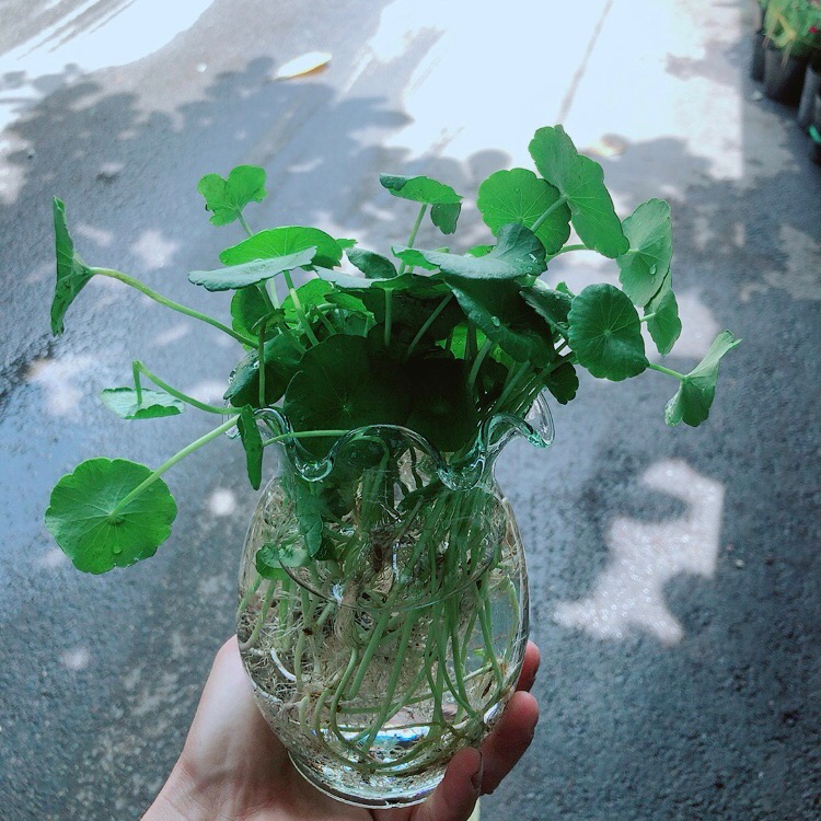 Chậu Cỏ Đồng Tiền Thuỷ Sinh