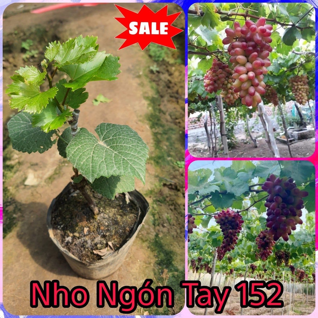 Cây nho giống ngón tay nh01-152