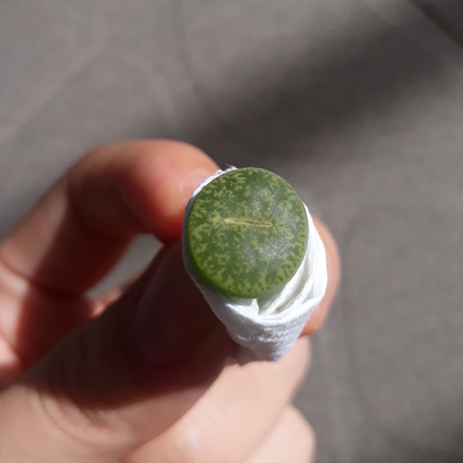 [HCM]1 Sen Mông Xanh Dòng Albinica Size 1.2 - 1.5cm (Sen Mông/Lithops/Thạch Lan)