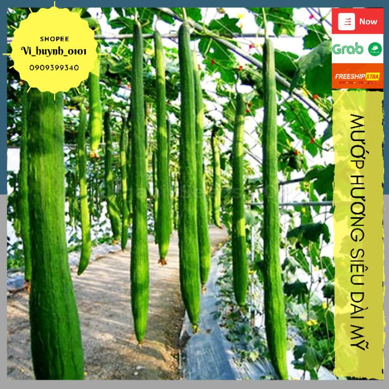 [HCM]Hũ 10 Hạt Mướp Hương Siêu DàI Giống Nhập Nhập Mỹ Thơm Ngon Dễ Trồng