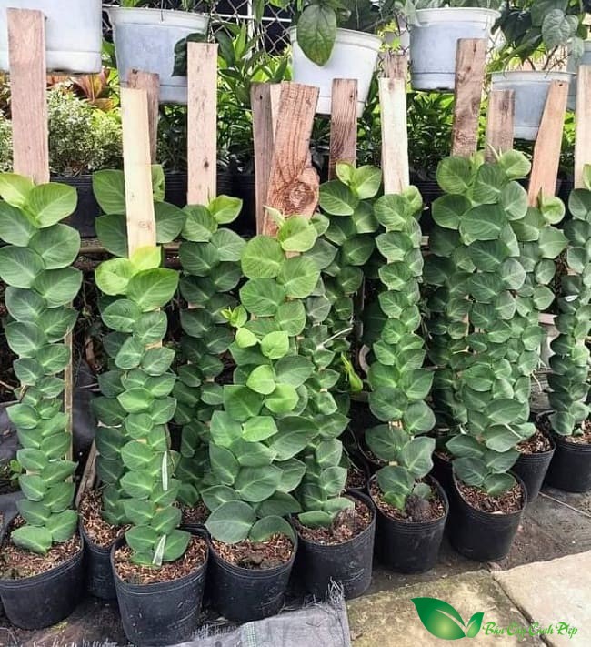 cây tắc kè thái leo tường siêu đẹp (cây thằn lằn leo tường thái ...