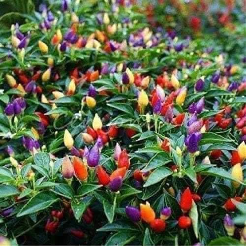 Hạt giống ớt hiểm lai, ớt xiêm rừng, ớt chỉ thiên, ớt sừng, ớt ngũ sắc