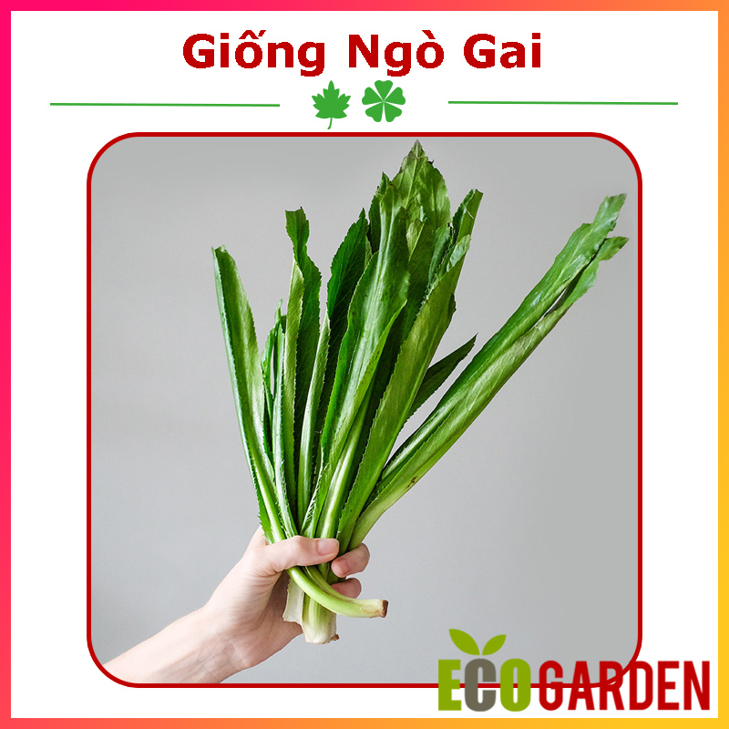 Hạt giống rau ngò gai dễ trồng