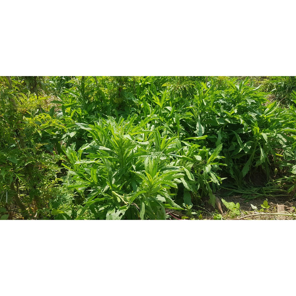 Cây Ngải Dại (Cỏ Tải Hùm) Tươi 3kg