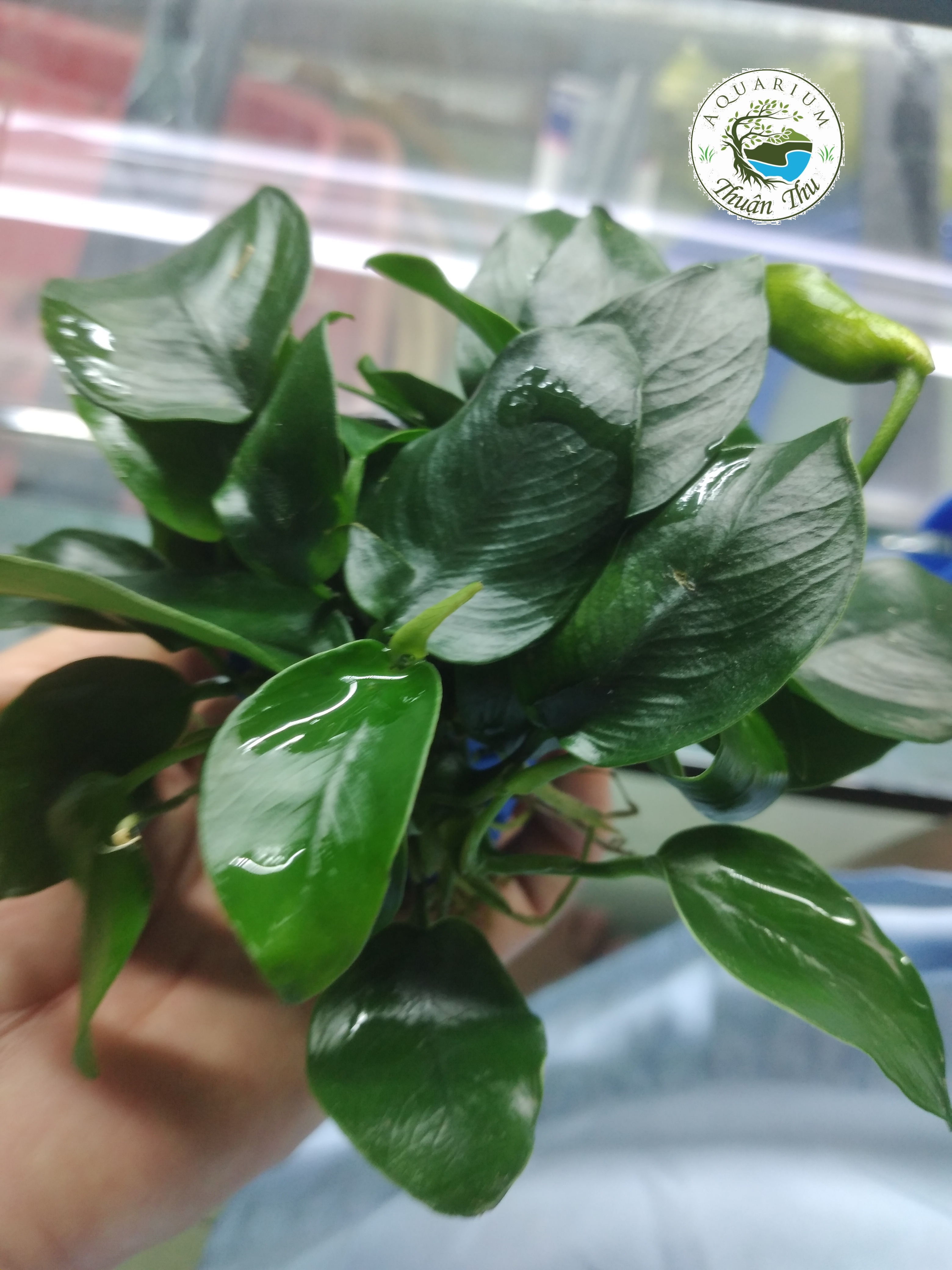 Ráy hoa_Trầu bà trung_set bể Cây thủy sinh, bán cạn, tiểu cảnh