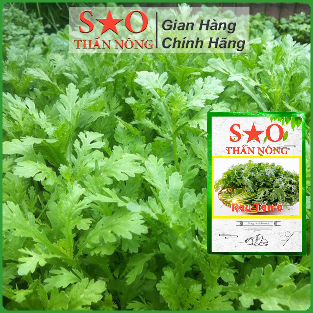 Hạt giống rau cải cúc - Rau tần ô cao sản - Sao thần Nông