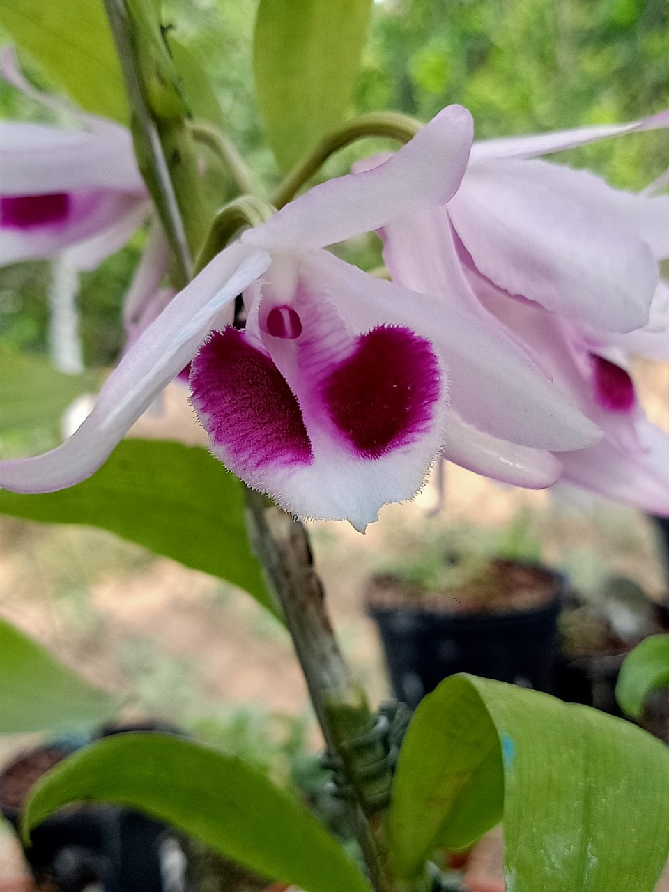 Dã hạc Lộc Bắc Cây đẹp hàng sổ hoa 52