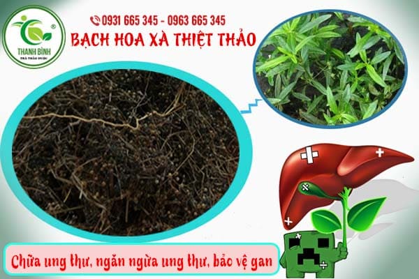 Bạch hoa xà thiệt thảo khô 1kg - dược liệu thanh bình