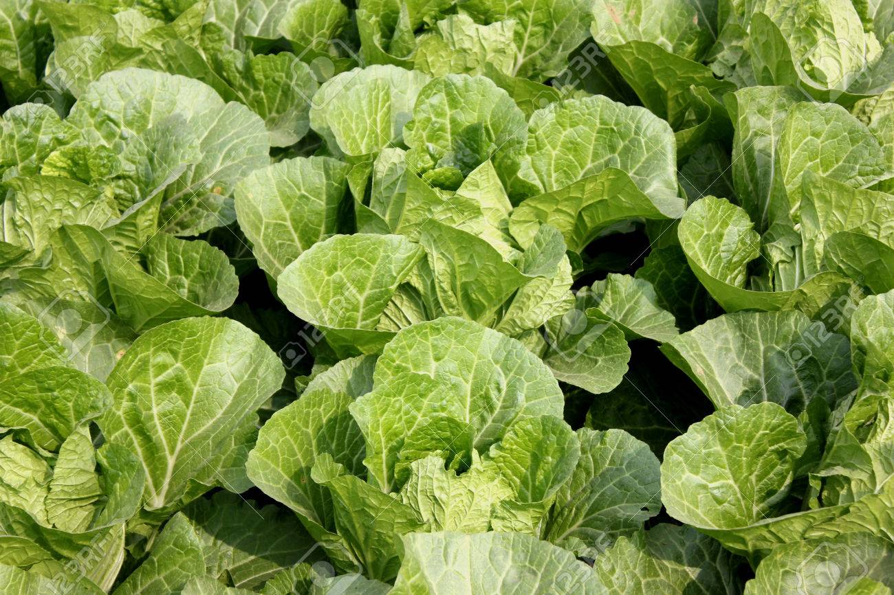 Gói 10 gram hạt giống cây cải Bẹ Dún