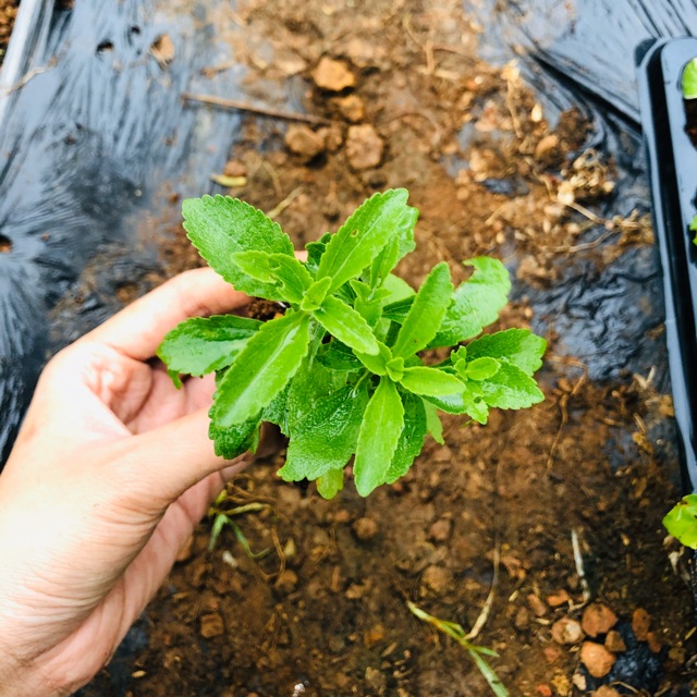 🌱🌱🌱cỏ ngọt