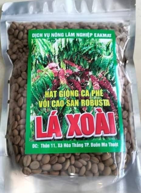 500gram hạt giống cà phê lá xoài