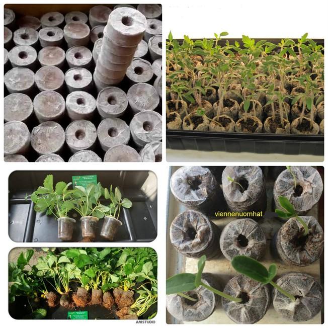 Bộ 50 viên nén xơ dừa - Viên ươm hat