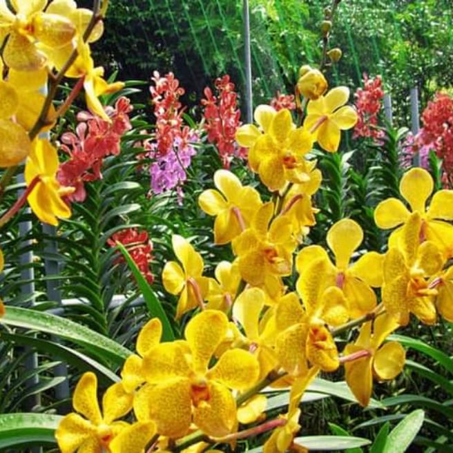 lan mokara SIÊU TIẾT KIỆM 10 cây giống đủ màu - Vân Tây Ninh