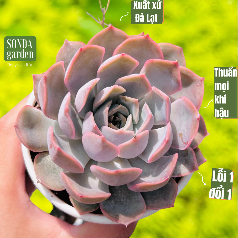 Sen đá hồng cánh cứng size trung bình lỗi 1 đổi 1