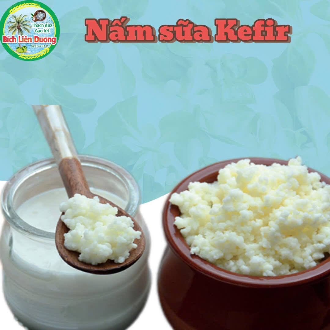 NẤM SỮA KEFIR LÀM SỮA CHUA/NẤM TÂY TẠNG/CON MEN LÀM SỮA CHUA
