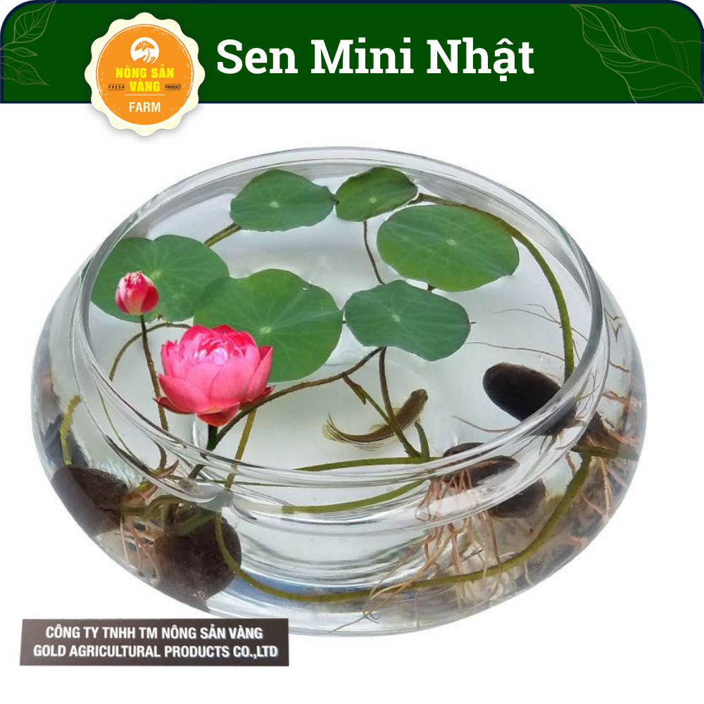 Hạt giống Hoa Sen Mini Nhật, Trồng Trong Chậu nuôi Cá Làm Phong Thủy Tuyệt Đẹp (Gói 10 Hạt, Màu Ngẫu