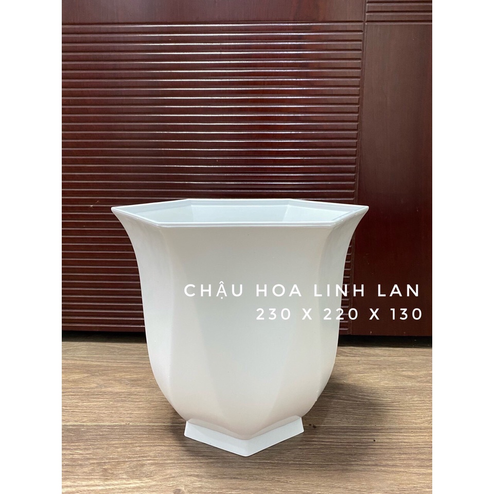 Chậu hoa Linh Lan Cao Cấp