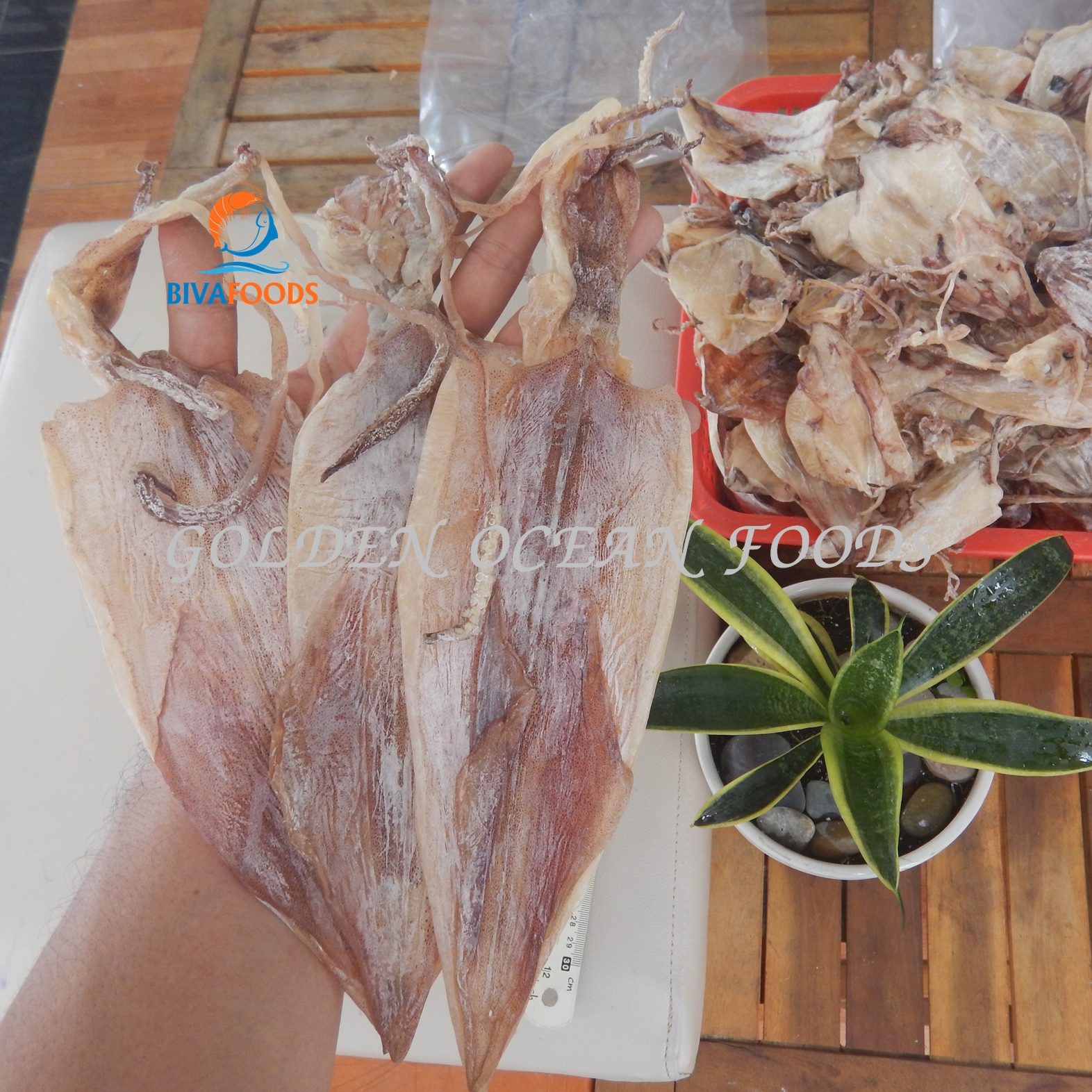 Khô mực câu đặc biệt – size 7/12 con/500gr/túi - thực phẩm biển vàng