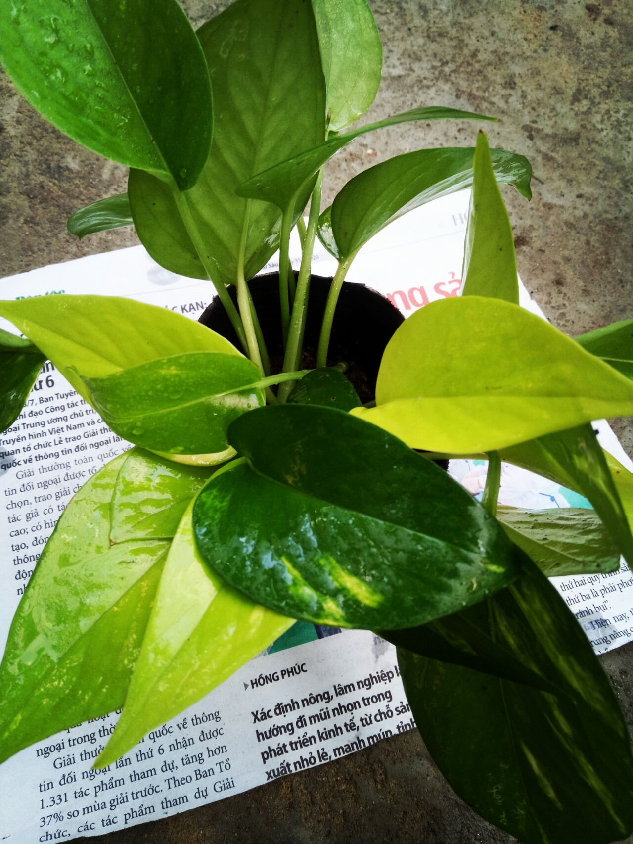 10 nhánh trầu bà 2 màu đã có rể