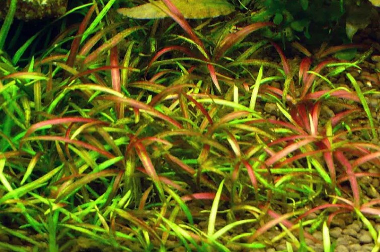 Cây thủy sinh Cỏ Đỏ dùng trang trí nền cực đẹp