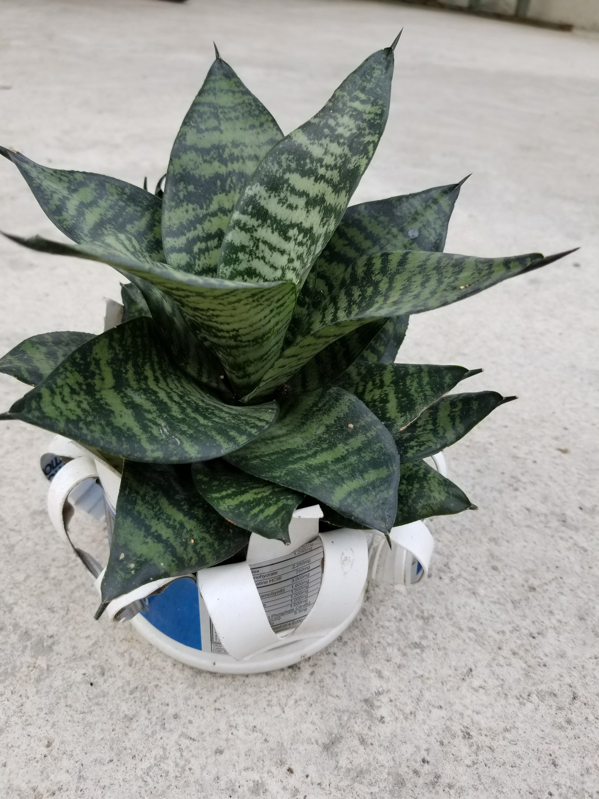 Cây lưỡi hổ lùn ( có tặng kèm chậu nhựa như hình )