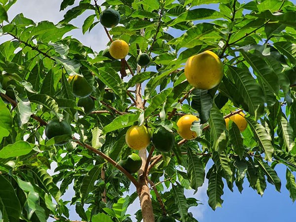 Vú sữa hoàng kim, cây ghép 70-90cm