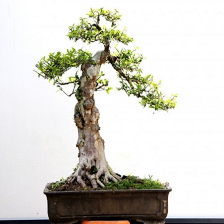 Chậu cây mai chiếu thủy vượng phong thủy