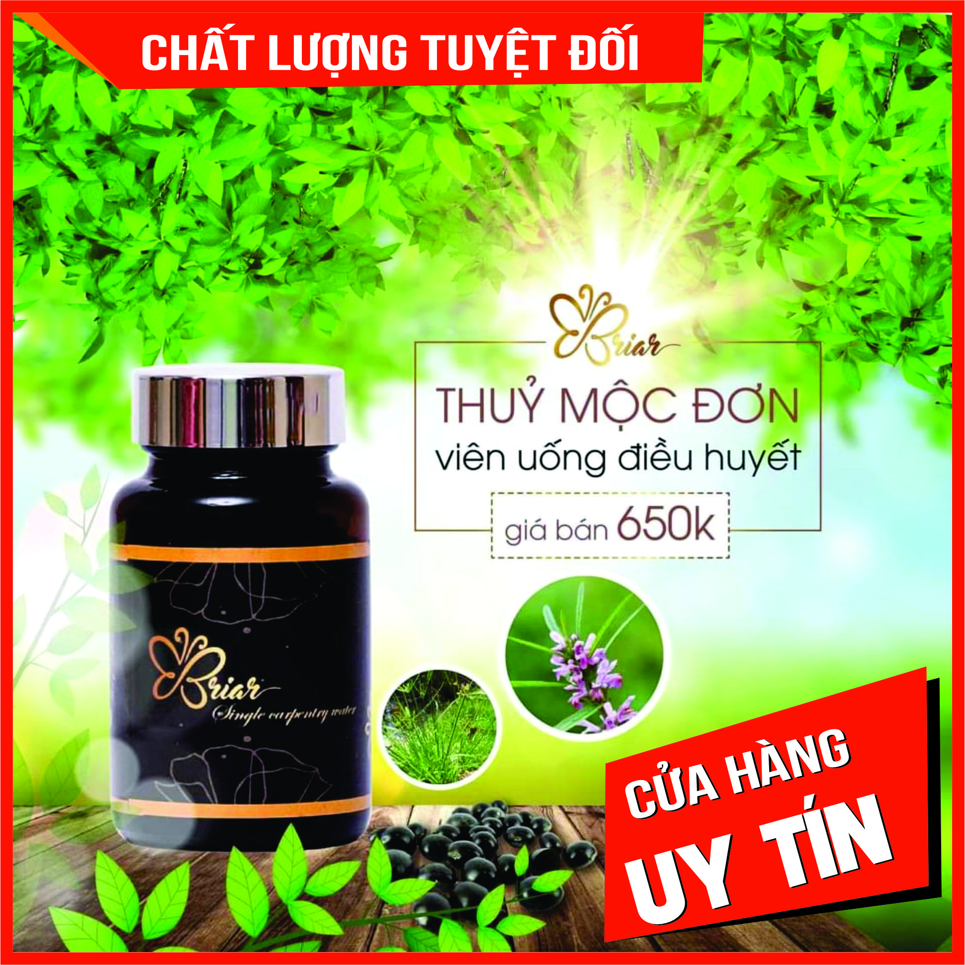 Thủy Mộc Đơn - Điều Huyết Briar