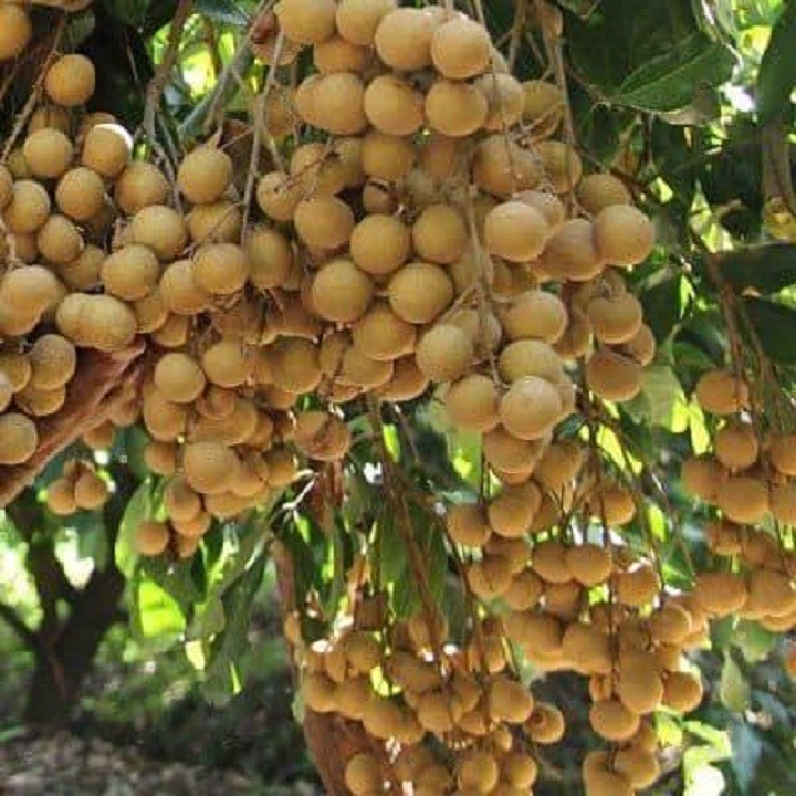 Cây giống Nhãn siêu ngọt - C113