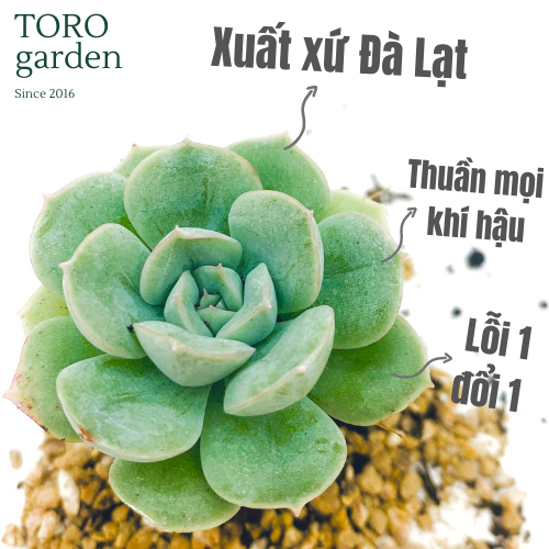 Sen đá liên đài đà lạt size mini hư 1 đổi 1 siêu cute