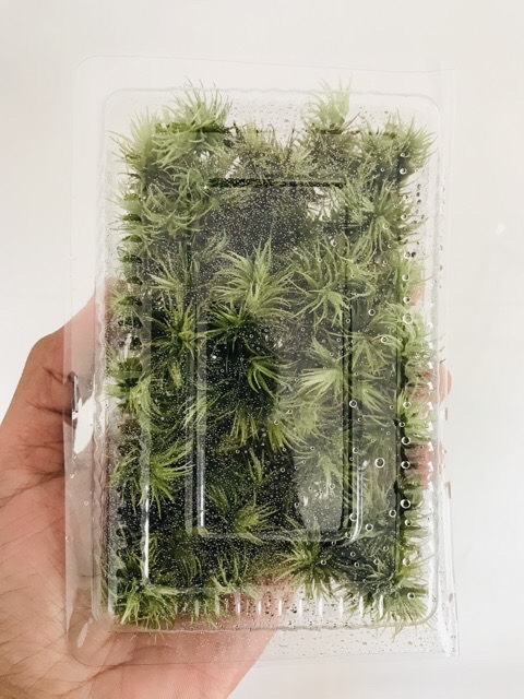 Rêu Giganteum