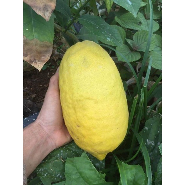 Cây Chanh Khổng Lồ