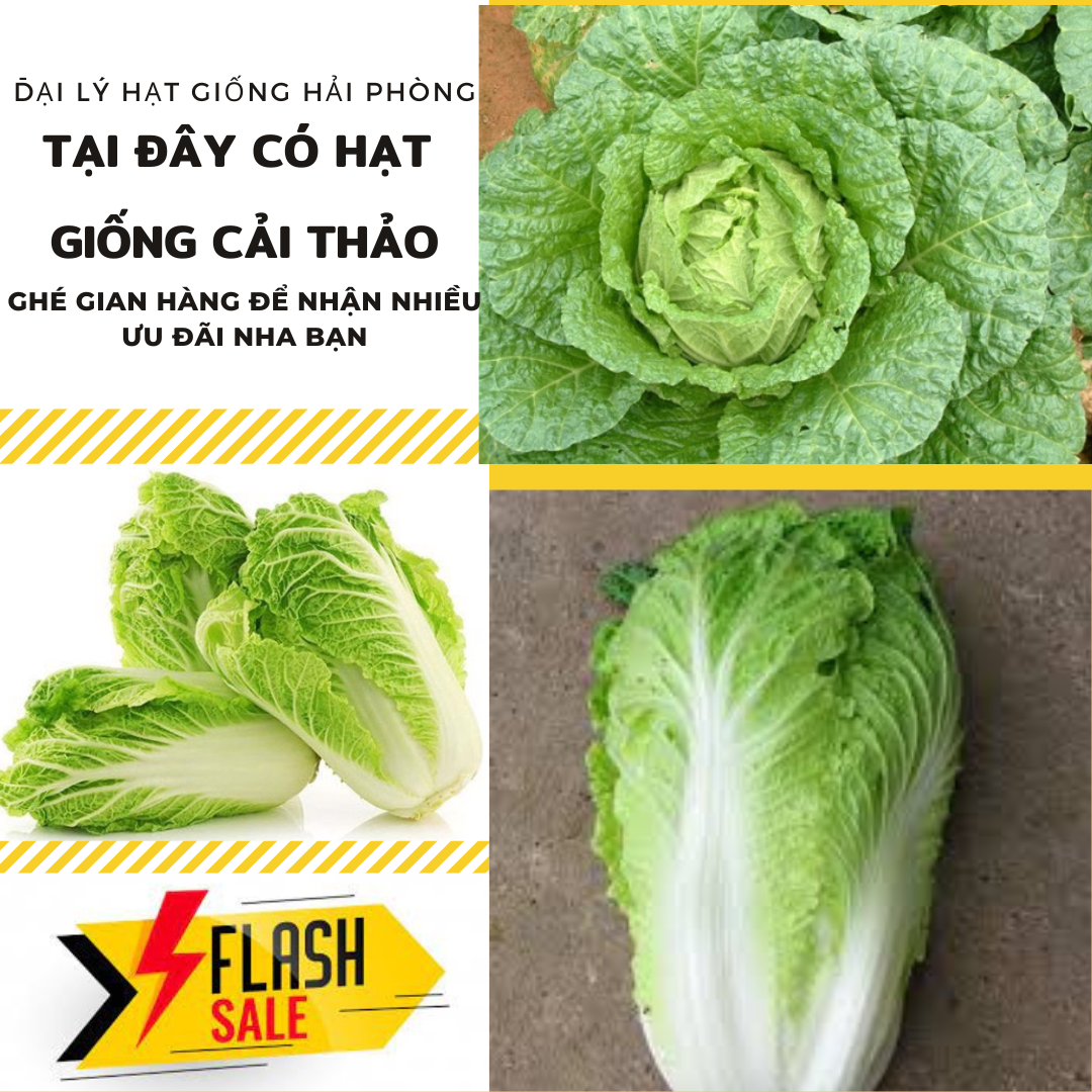 ⚡ hạt giống rau ⚡ gói 1gram hạt giống rau cải thảo
