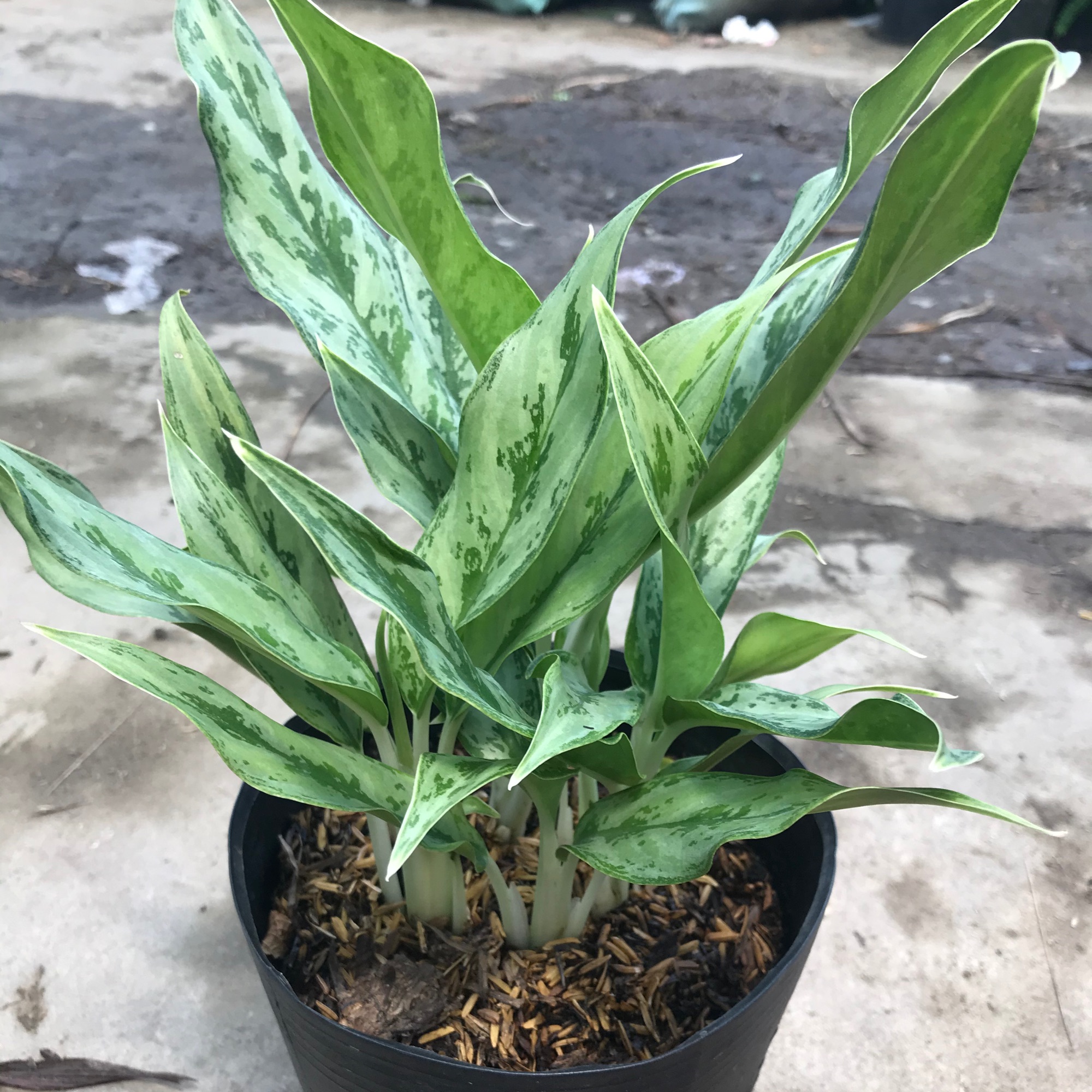 Giữ tiền thái + tặng phân bón cho cây mau lớn