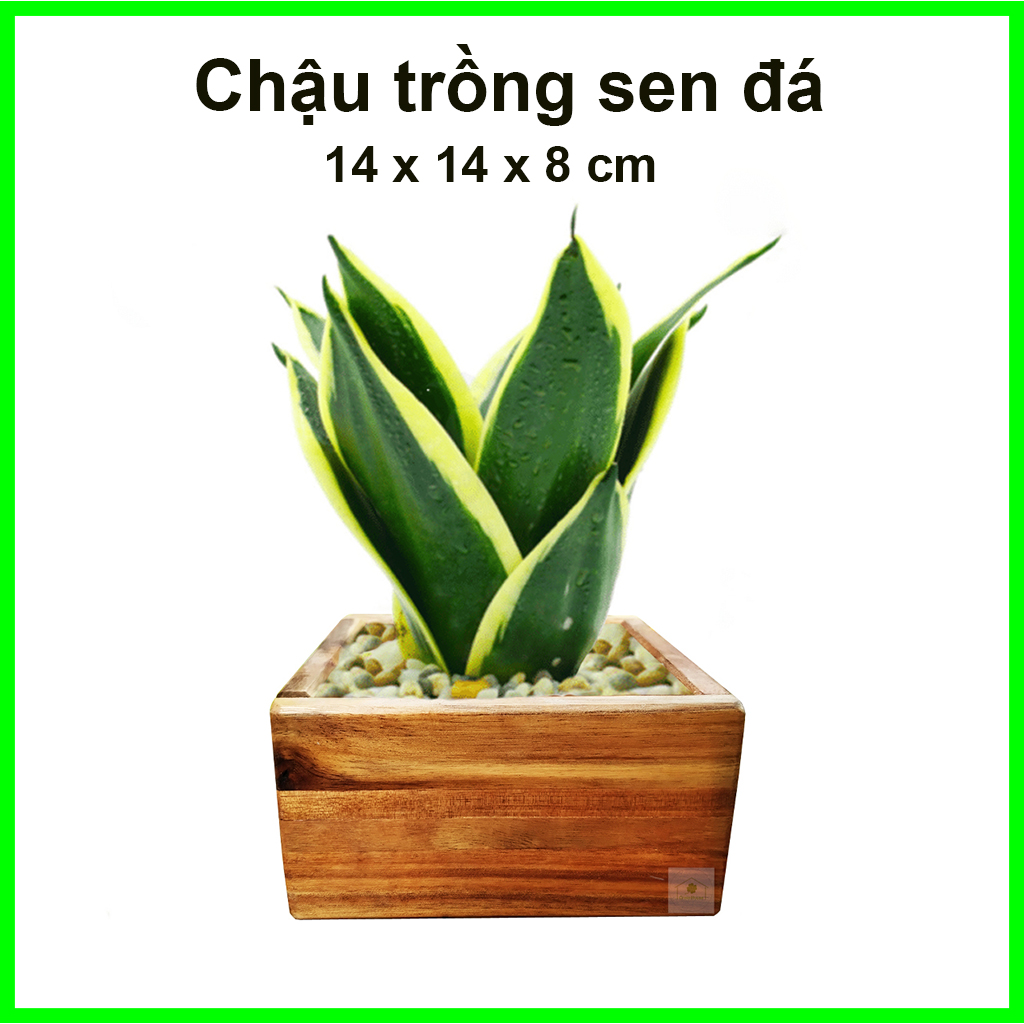 (HCM) Chậu gỗ trồng sen đá, tiểu cảnh 140x140x80mm  Greenhouse - Ngôi Nhà Xanh