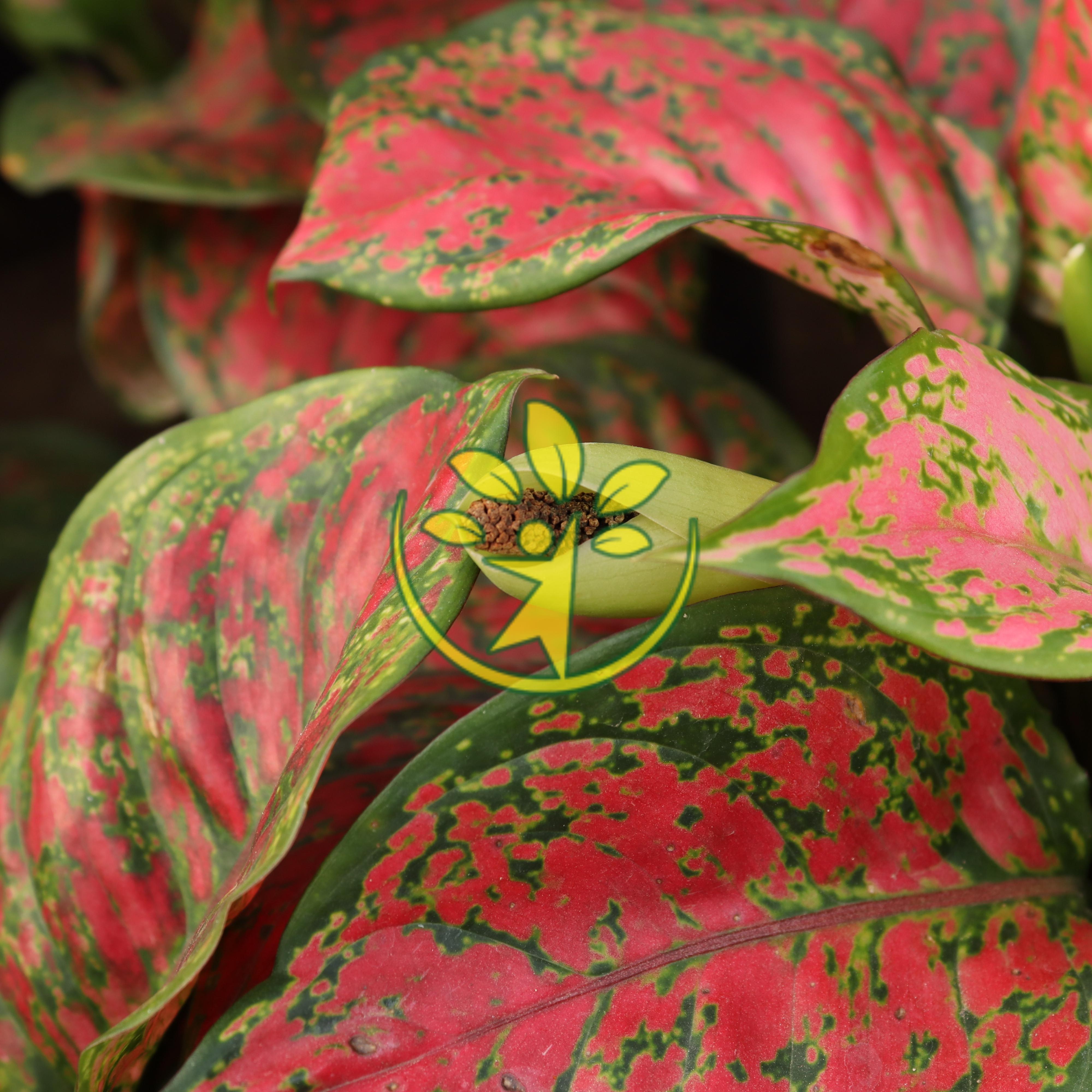 Vạn lộc đỏ - Cây phong thủy mang may mắn đến cho gia chủ