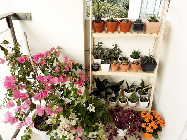 [𝐇𝐀𝐍𝐆 𝐂𝐎 𝐒𝐀𝐍] KỆ GỖ THÔNG 3 TẦNG- KỆ ĐỂ CÂY BAN CÔNG 100% GỖ THÔNG LOẠI A TỰ NHIÊN- CÓ Sỉ - KỆ ĐỰNG CÂY- KỆ ĐỂ CÂY CẢNH