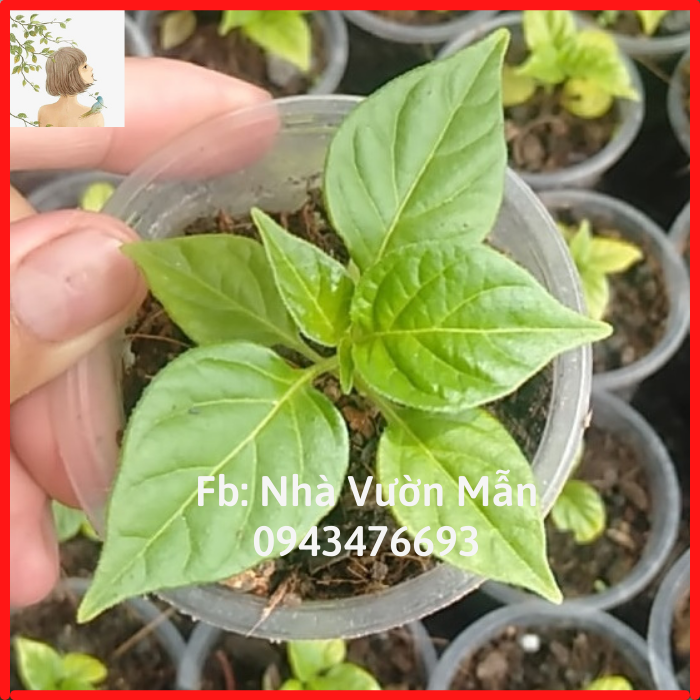 [TẶNG TRÁI] Cây (2 tháng) Ớt Mắc Nhất Thế Giới Aji Charapita 570tr/kg Loại Ớt Ngon Và Đắt Nhất Thế Giới