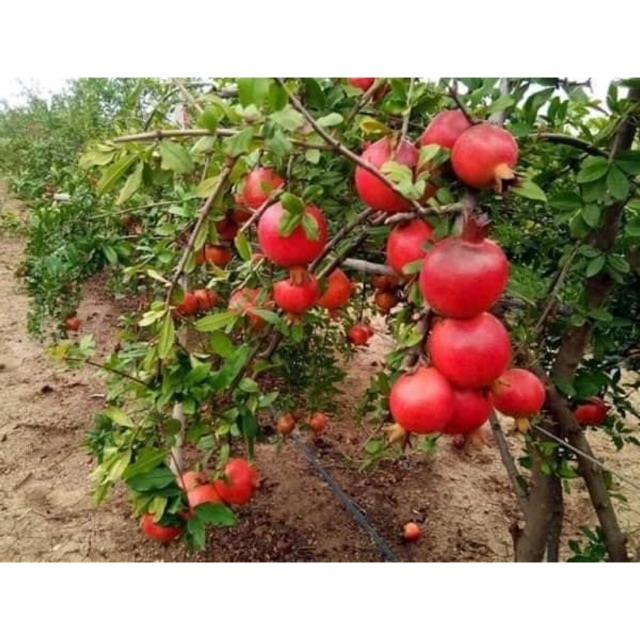 Cây giống lựu đỏ Ai Cập