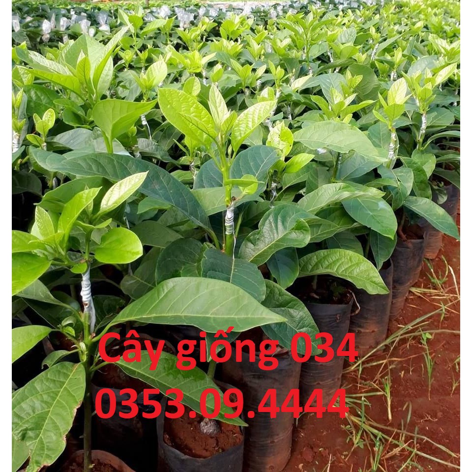 Cây giống bơ 034 chuẩn đh nông nghiệp 1