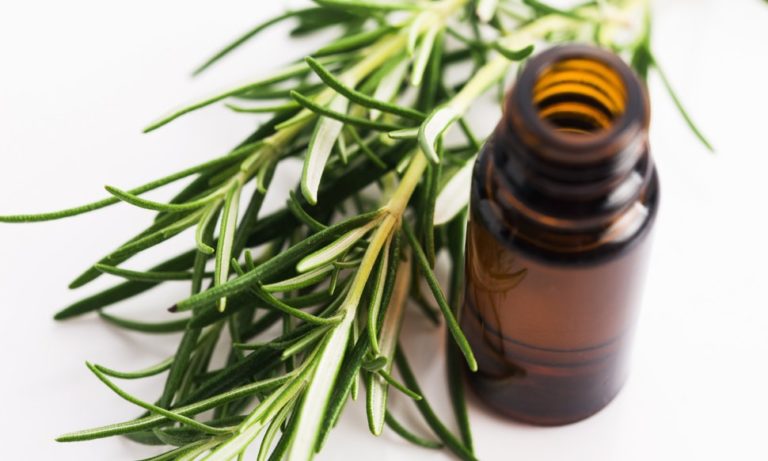 Tình dầu tràm lọ 10ml dùng xông phòng và chống cảm lạnh