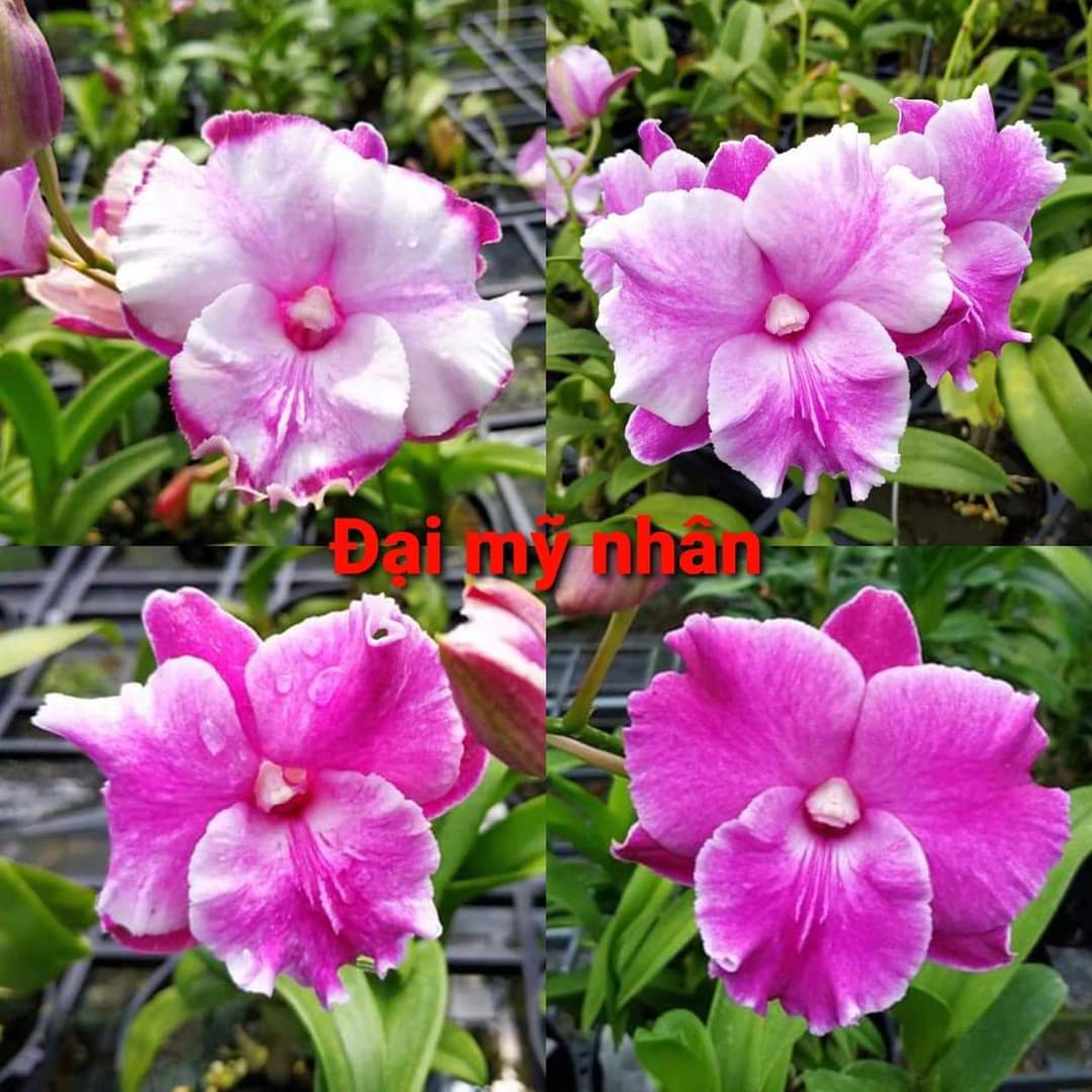Hoa lan den lai cat đại mỹ nhân