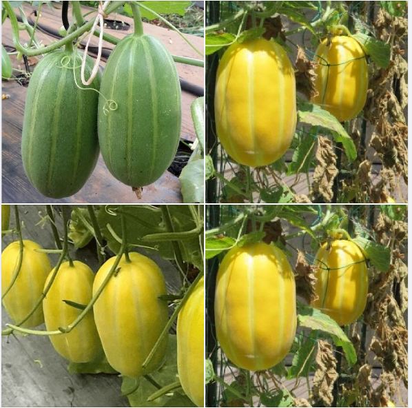 Hạt giống Dưa lê Hàn Quốc siêu ngọt - Gói 20 Hạt