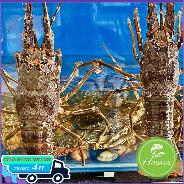 Tôm Hùm Xanh Sống - Loại 3con/kg - Giao Hàng Ngay Tại HCM - Bách hóa hải sản tươi sống Hasasa