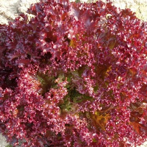 Set 2 Túi Hạt Giống Rau Xà Lách Xoăn Tím F1. Mỗi Túi 0,2 Gram.