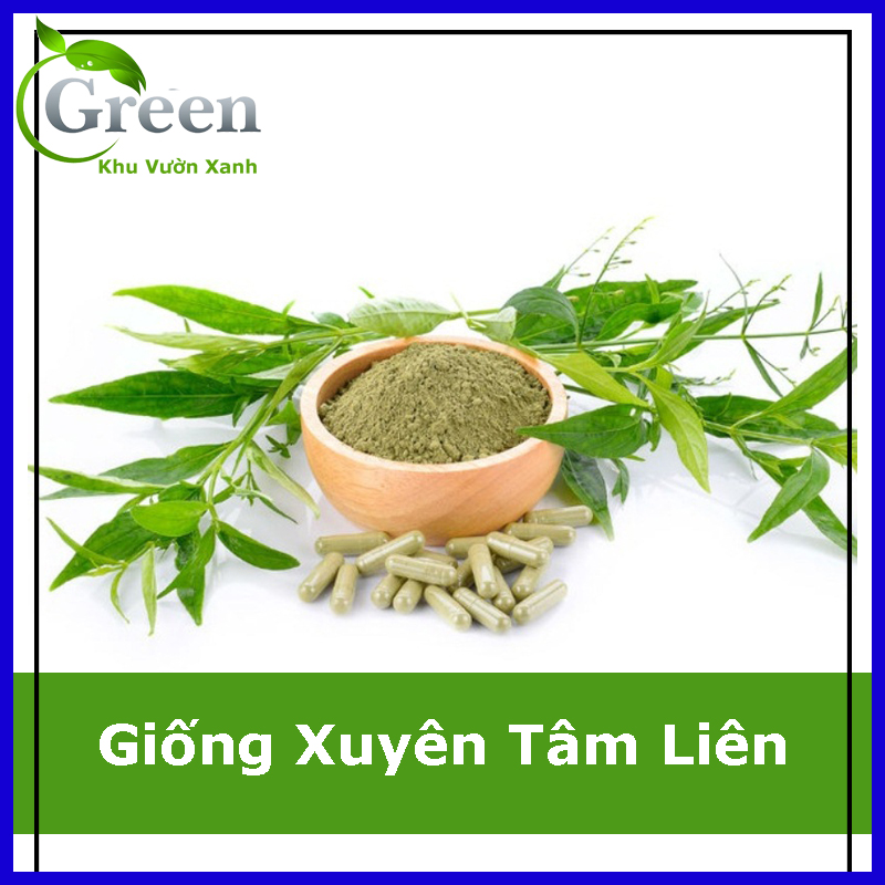 Hạt Giống Cây Xuyên Tâm Liên