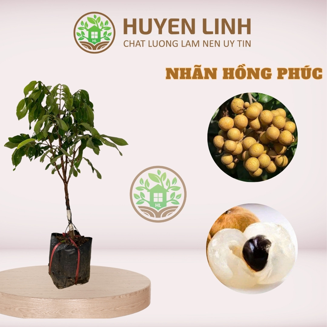 Cây Nhãn Hồng Phúc , Nhãn Siêu Trái  , Huyền Linh Garden