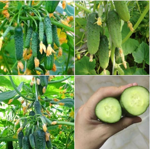 Hạt Giống Dưa Leo Baby Chùm SIÊU QUẢ - Gói 10 Hạt