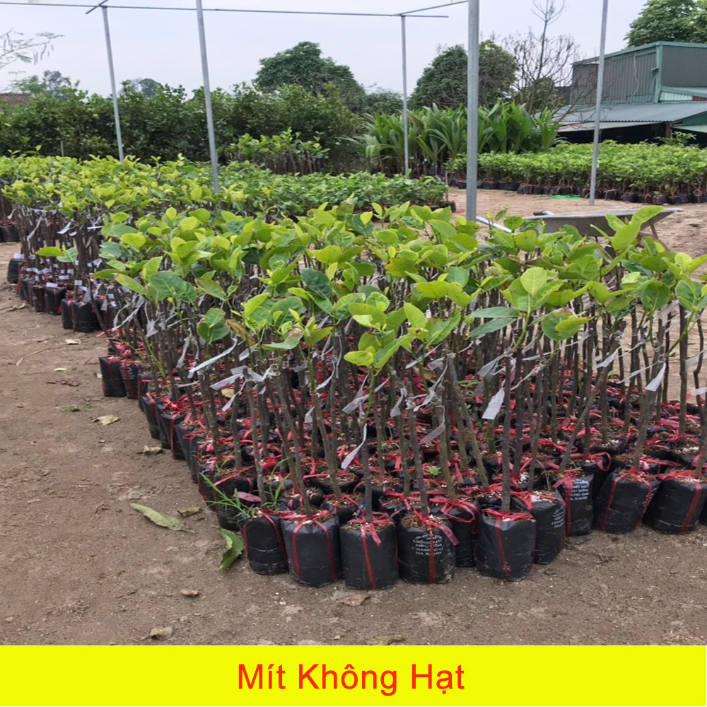 Cây Giống Mít Không hạt, Giống Mít Không hạt, Cây Giống Mít Không Hạt chất lượng cao